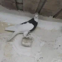 زرد کرمونی وطوقی و زرد دم سفید