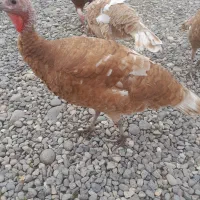 بوقلمون بوربورن|حیوانات مزرعه|آستانه اشرفیه, |دیوار