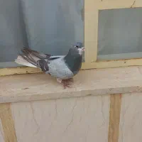 غلاق.سینه باز