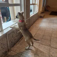 توله نر سرابی|سگ|سراب, |دیوار