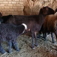 میش بره دار قزل افشار