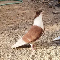 مفلق دمگیر دوبحر روزگاری
