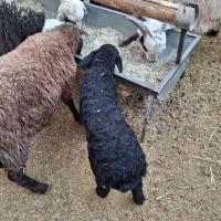 میش بره|حیوانات مزرعه|خنداب, |دیوار