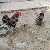 مرغ و خروس محلی