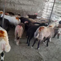 گوسفند برای نذر ومراسمات درجه یک زنده
