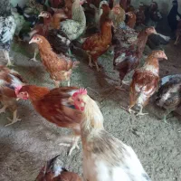 مرغ  تخمگذار|حیوانات مزرعه|بمانی, |دیوار