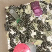 جوجه بلدرچین یک روزه تا ۴۰ روزه|حیوانات مزرعه|کرمانشاه, |دیوار