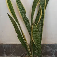 گل های زینتی