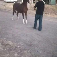 مادیون سرودم گیر۵نشان بدونه کوچک ترین مشکلی