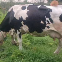 گاومونت.بلیارد حامله