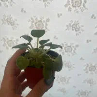 فروش تکی یا عمده گل بنفشه افریقایی|گل و گیاه طبیعی|رشت, باهنر|دیوار