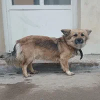 سگ بازیگوش|سگ|تهران, الهیه|دیوار