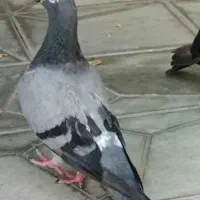 مسافتی پر دم کوتاه