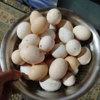 تخم مرغ محلی