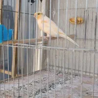 قناری  موزائیکی