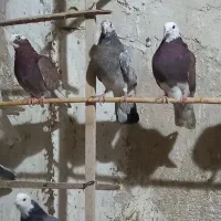 کفتر