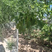 فروش باغ ۱۲۵۰ متر سند دار تسوج تمام اقساط|فروش خانه و ویلا|تبریز, |دیوار