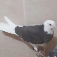کبوتر یا کفتر پشتدار