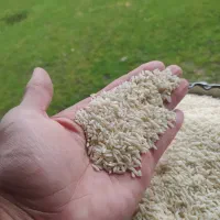 برنج هاشمی درجه یک خوش عطرخوش پخت