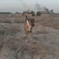 ماده افغان شکم طلا وتوله خراسانی ۱۰ ماهه