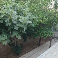 فروش-ویلایی-باصفا-بر-خیابان-18-متری-گلینی