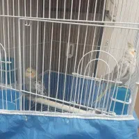 سه عددعروس هلندی بایک قفس 3500000هزارتومان.|پرنده|زنجان, |دیوار