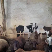 فروش بره ماده قزل افشار