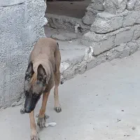 مالینیور ماده درجه یک جوان با یک سگه شیتزو ماده|سگ|سعدآباد, |دیوار