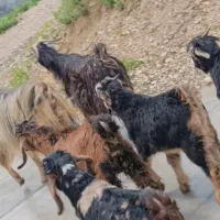 2 بز و 4 بزغاله نر شیرمس مناسب داشت