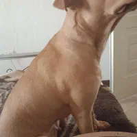 پیتبول ماده ۹ماهه|سگ|ری, دیلمان|دیوار