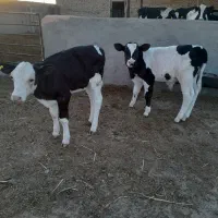 با سلام دو راس گوساله بفروش میرسد