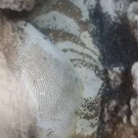 عسل صخره ای به شرط تضمینی