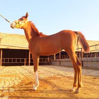 کره نریون جوان شجره دار|اسب و تجهیزات اسبسواری|قم, بوستان جوان|دیوار