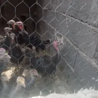 بوقلمون ۶ ماهه معاوضه با دستگاه جوجه کشی