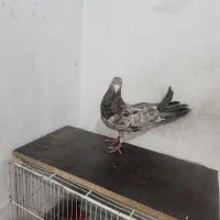 کفتر پرشی|پرنده|شیروان (خراسان), |دیوار