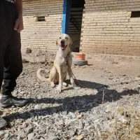 پژدر ۷ ماهه ماده|سگ|الیگودرز, |دیوار