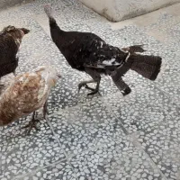 فروش بوقلمون