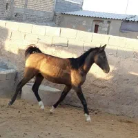 نریان دره شور خالص