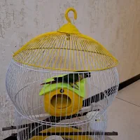 طوطی گرینچیک|پرنده|تهران, المهدی|دیوار