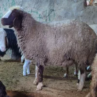 یک راس شک آبستن قیمت 18میلیون