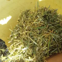 یونجه مرگور