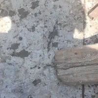تعدادی کبوتر