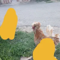 خروس لهستانی خاص