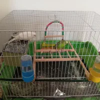 یک جفت مرغ عشق|پرنده|نیشابور, چمبران|دیوار