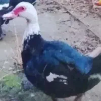 اردک خارجی ماده کرچ