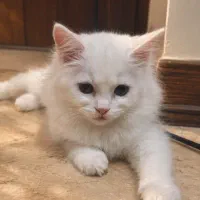 گربه پرشین کلاسیک