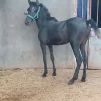اسب مشکی