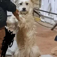 سگ خونگی