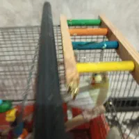 دو عدد عروس هلندی نرو ماده تخم گذار|پرنده|گلستان (تهران), |دیوار