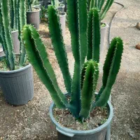 گل طبیعی|گل و گیاه طبیعی|مشکین‌دشت, |دیوار